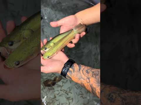 Arapaima fish 🫣❤️ in real life #shortsfeed #arapaimagigas #arapaima #ytshort #yt #viralshorts #fish