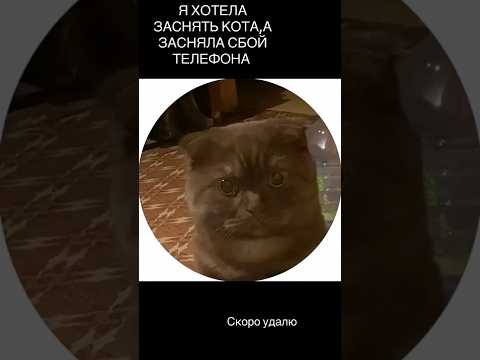 Фиксика током ударило. Автор видео: @25809038chu #комментарии #юмор #шуточное