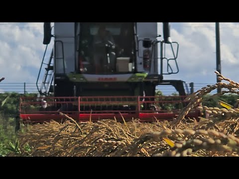CLAAS LEXIONで稲刈り