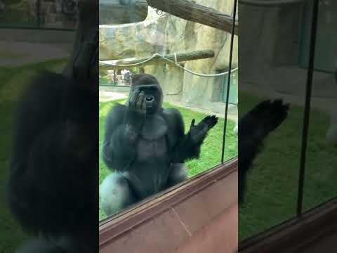 Gorilla acts a fool trying to impress beautiful woman at zoo