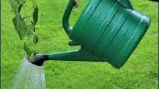 3 Good Reasons to Use Pee in Your Garden!