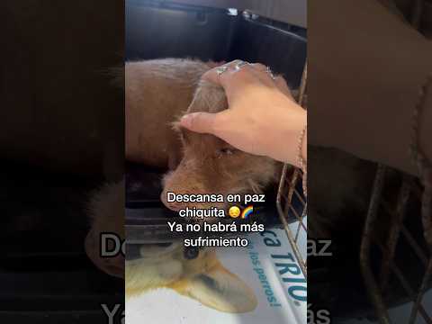 Ya no sufrirás más pequeña ???  esterilizar es la solución