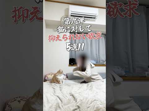 猫に対して抑えられない欲求5選 #猫 #cat #猫好きさんと繋がりたい #猫動画 #子ネコ