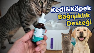 Evcil Hayvanlarda Bağışıklık Sistemini Destekleyen Damla (KEDİM HASTA NE YAPABİLİRİM?)