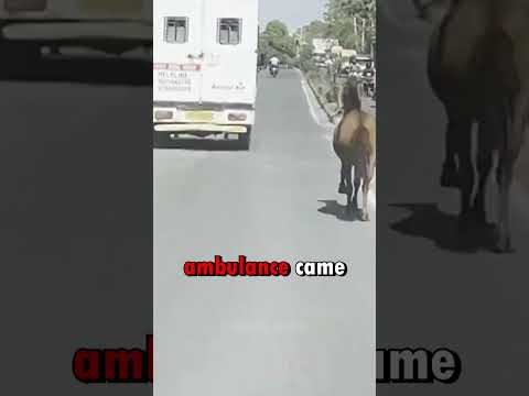 The Horse Follows His Sister to the Hospital ?♥ #shorts