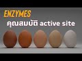 ความรู้เกี่ยวกับเอนไซม์และโปรตีน