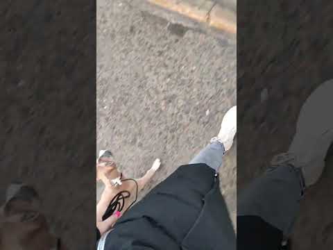 Amstaff#Rokki#когда собака не тянет поводок-счастье для хозяина🔥Рокки|3 месяца