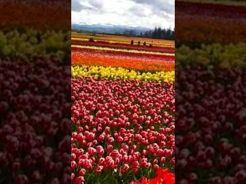 Amazing tulip flowers bloom #tulip #nature #spring #flowers #oregon