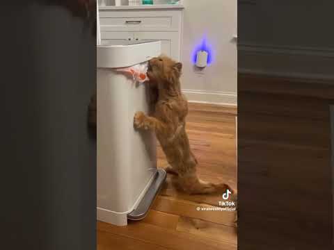 Super funny dogs vs cats