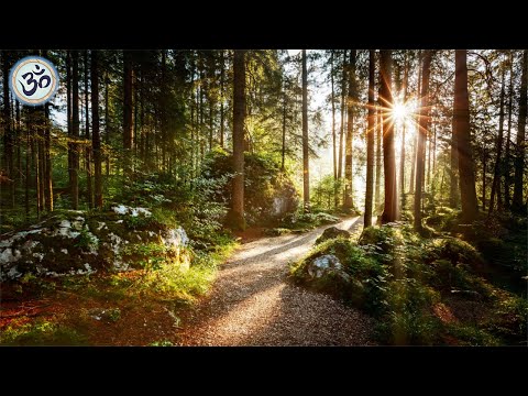 Relaxing Music with Nature Sounds, Forest &nbsp;Music, Sleep Music, Meditation Music