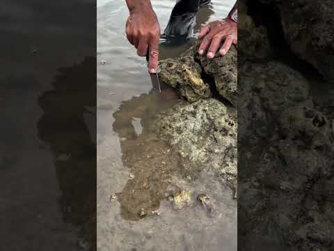 Catching a Hidden Moray Eel with a Knife! 🐍🌊