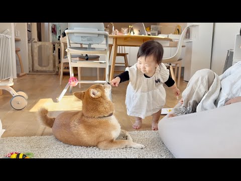 いないいないバァを無視する柴犬に鼻ピンをかます1歳娘