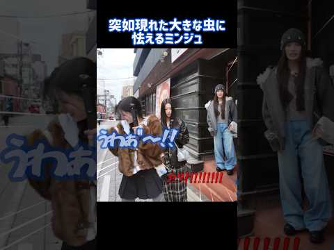 ミンジュ、大きな虫に襲われる笑
