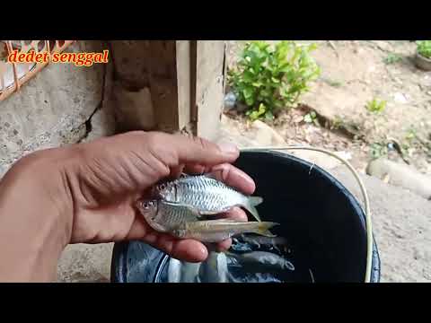 Lama ga mancing sekali streek dpt yg babon2 @dedet senggal