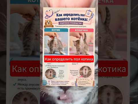 определяем пол #catfacts #веселыекоты #pets