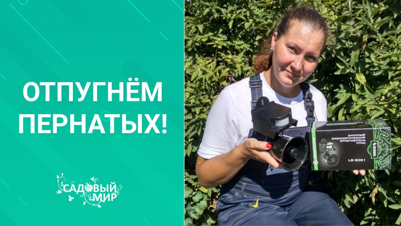Только так я смогла сохранить урожай ягод от нашествия птиц! Проверенный способ