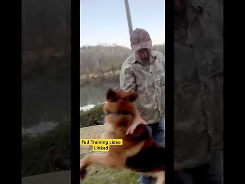 Bite History. Fearful German Shepherd - Tamed or Trust? #germanshepheard #animals #pets #dogs