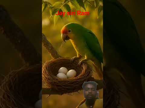 #facts #parrot #moralstories #birds #tree #ekmotahathighumechala