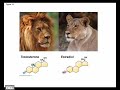 Functional Groups and Macromolecules in Biology