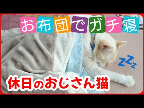 【まるでおじさん】ミルぽんの寝姿がまるでヒトのそれのようでした。20251028、カラス&四つ足クインテット(仮)