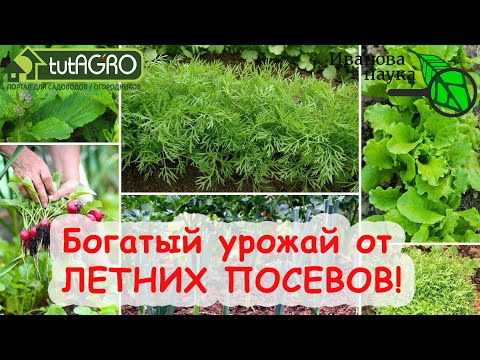 Самое время! Что посеять и посадить в июне-июле? А много что! И урожай будет отличный!