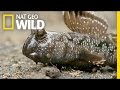 Mudskipper Behavior and Adaptations