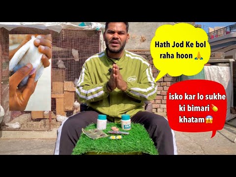kabootar ke sukhe ka ilaj 🕊️💊 kabutar ke sukhe ki bimari ka ilaaj 😱 sust kabootar ka ilaj