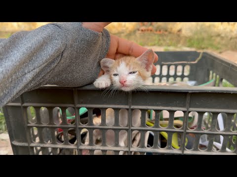 Found a kitten in a landfill wandering around looking for food because it was hungry