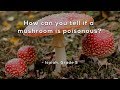 Mushroom Identification and Characteristics