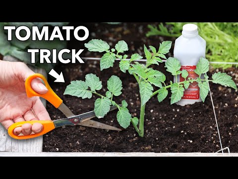 Trick Tomatoes for More Fruit...