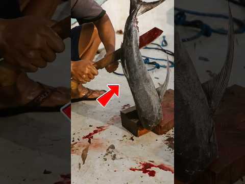 Umpan Sebesar ini untuk Monster Laut Seperti Apa