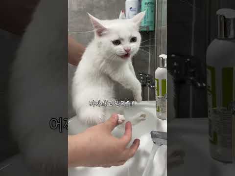 고양이 샤워의 난이도가 다른 이유