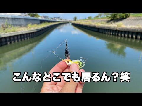 【たまに外道としてバスが釣れるポイント】で真剣にバス狙ってみた。