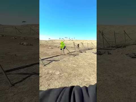 Many animals have come into the tribals clan #shortsvideo