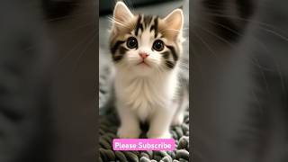 Cute Kitten Lovely Song. #cat #soft #kitten #pets #cute #adoreble #pets #petlover #love #song