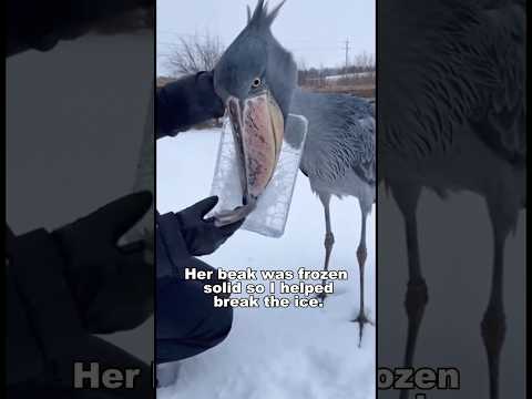 A Shoebill Broke My Door... But He Had A Reason