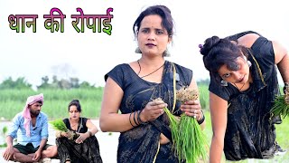 धान की रोपाई#comedy#funnyvideo#funnycomedy#viralvideo#trending