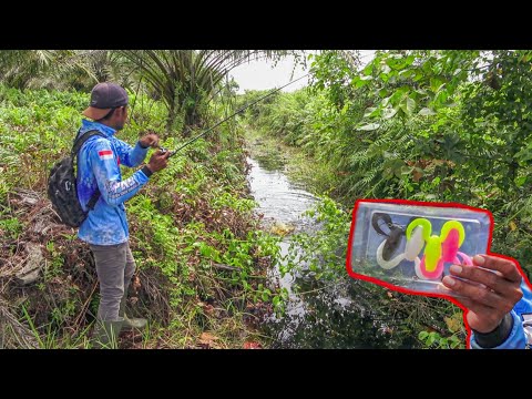 BAHAYA !!! Umpan Ini Dihantam Berbagai Macam Ikan Diparit Kecil Begini 😨