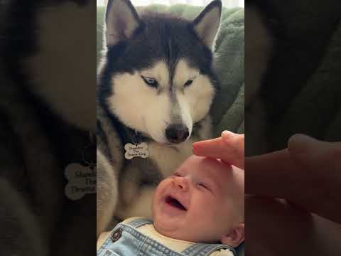 Dog and <strong>Baby</strong> 😂 Sheldon Nuzzles Giggling Leonard