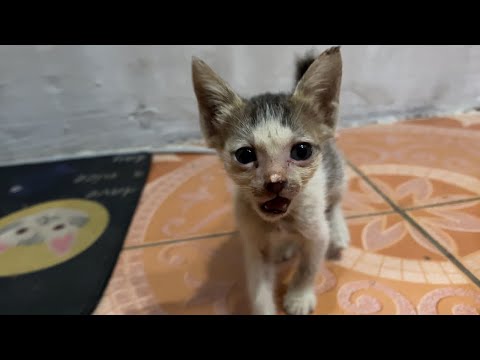 Saving a Starving Kitten Named Choco/Our Newest Rescue Kitten! 