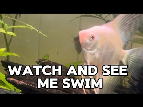 Angel Fish | Tetra Fish | Danio Fish | Aquarium Fish Lover #australia #fish #aquarium