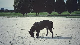 On leash or off? -part 2