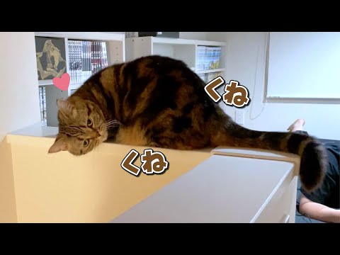 恐ろしい場所で甘え始めちゃう猫にヒヤヒヤさせられました…！