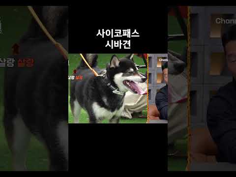 사이코패스 시바견 #개와늑대의시간2 #개늑시2