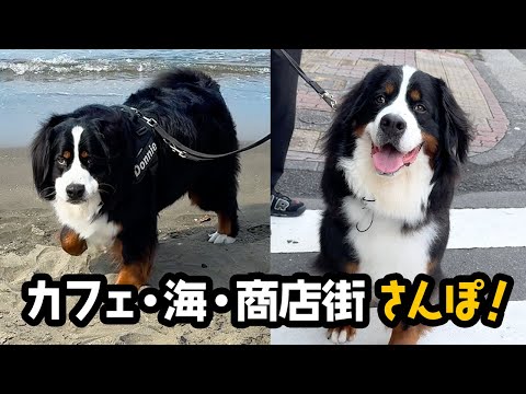 カフェ＆海、商店街に行ったよ【2歳1ヶ月バーニーズ】