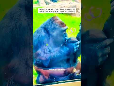🦍மனதை வருடும் கொரில்லா தாயும் குட்டியும் | Heartwarming Zoo Encounter #animals #animalbond #shorts