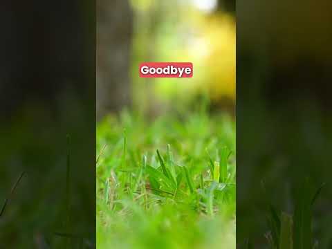 Hello, how are you? Hola, ¿cómo estás? #shorts