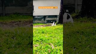 🥰 Just to warm your day up! 😅✨🫂 #subscribe #doglovers #mycutepuppy #puppylove #warmth #doglovers
