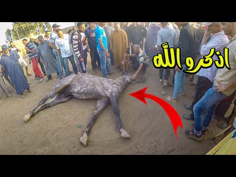 حصان المعجزة العود لي زعزع سوق كولشي كان كيقول بلي ضاع مسكين ولكن لطف الله كبير - عملية انقاد حصان