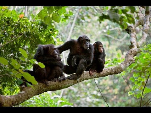 Gombe National Park